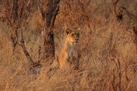 Matetsi private game reserve