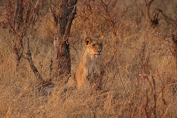 Matetsi private game reserve