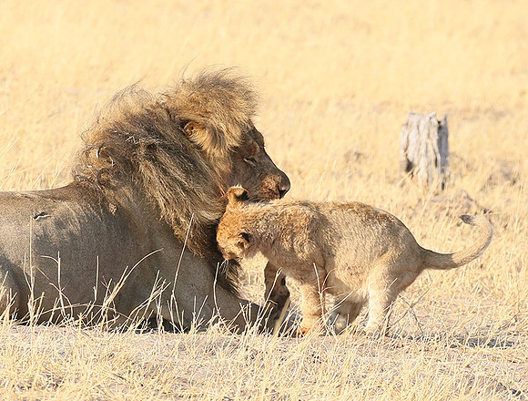 Hwange NP