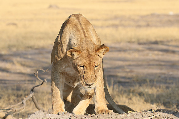 Hwange NP