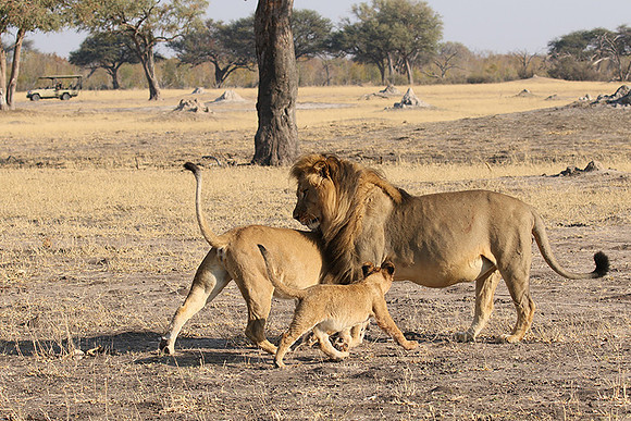 Hwange NP