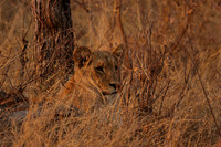 Matetsi private game reserve