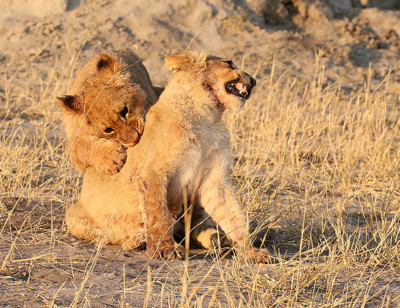 Hwange NP