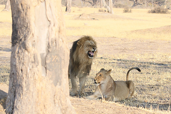 Hwange NP