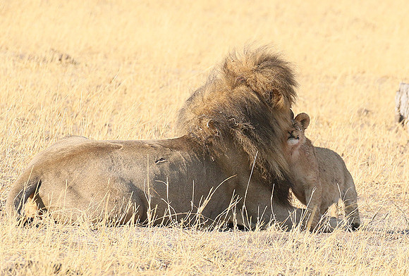 Hwange NP