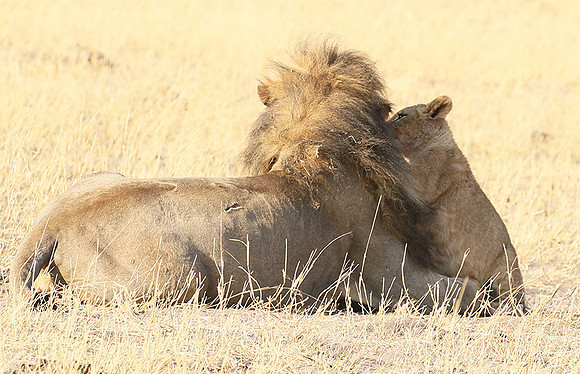 Hwange NP
