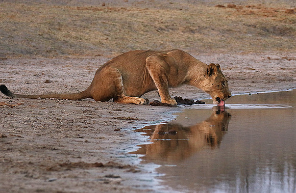 Hwange NP