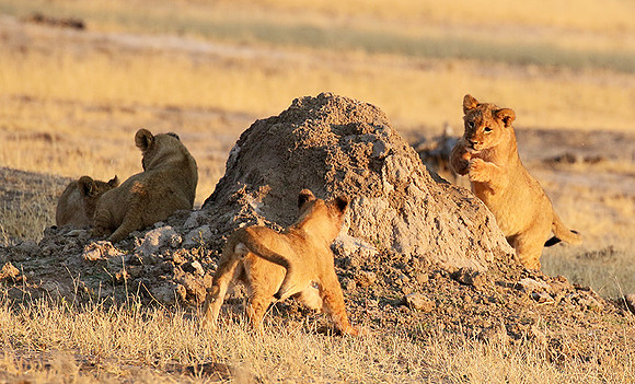 Hwange NP