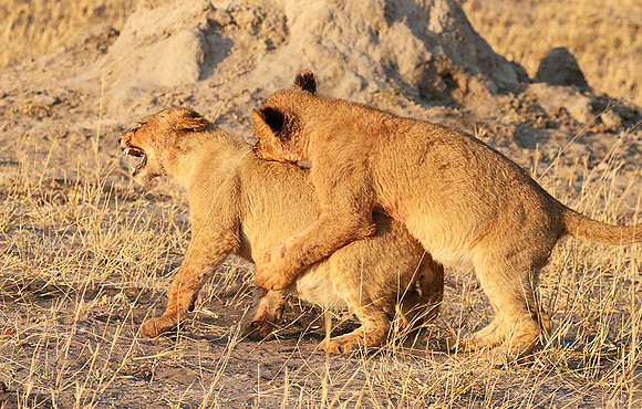 Hwange NP