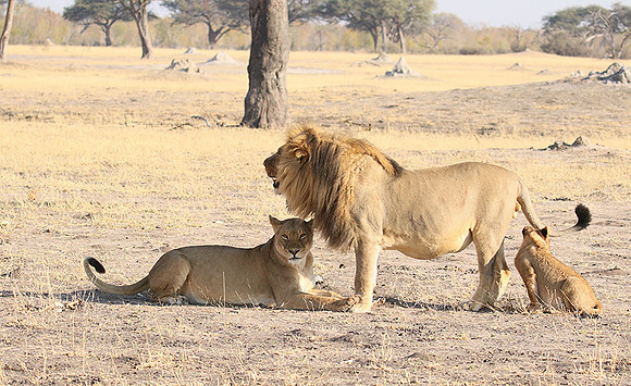 Hwange NP