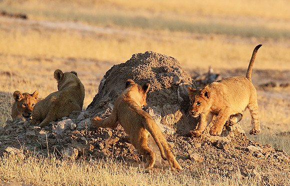 Hwange NP