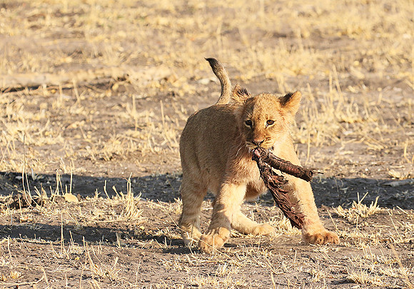 Hwange NP
