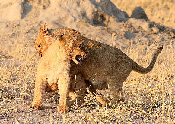 Hwange NP