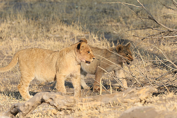 Hwange NP