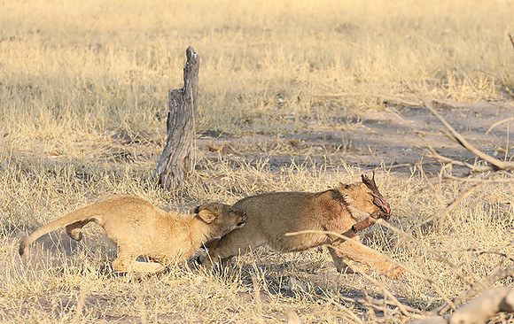 Hwange NP