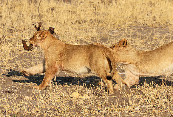 Hwange NP