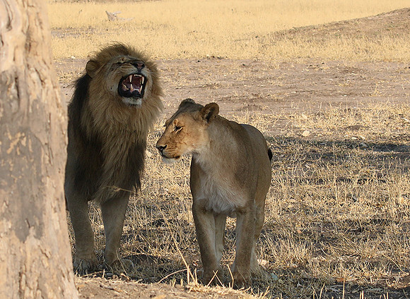 Hwange NP