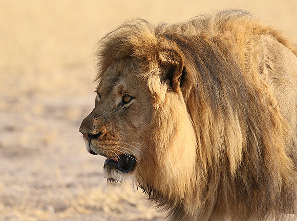 Hwange NP
