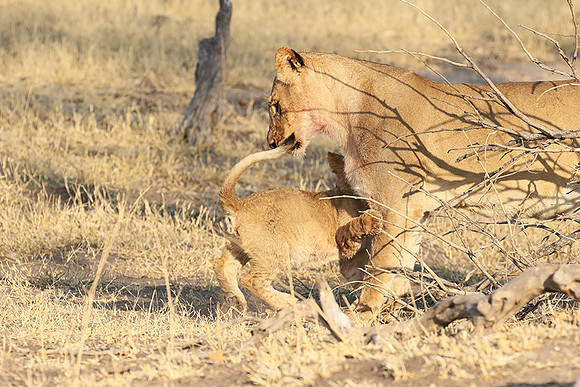 Hwange NP