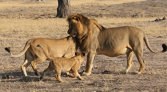 Hwange NP