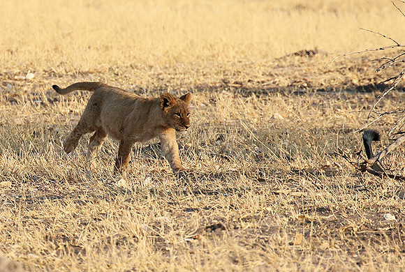 Hwange NP