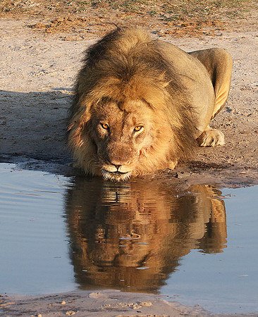 Hwange NP