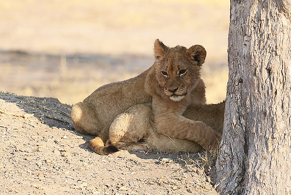 Hwange NP