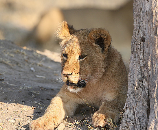 Hwange NP