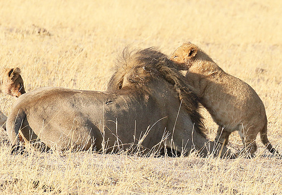 Hwange NP