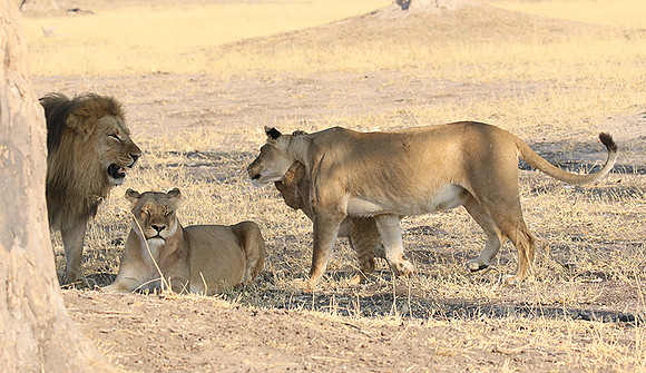 Hwange NP