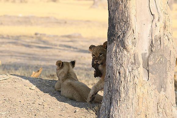 Hwange NP