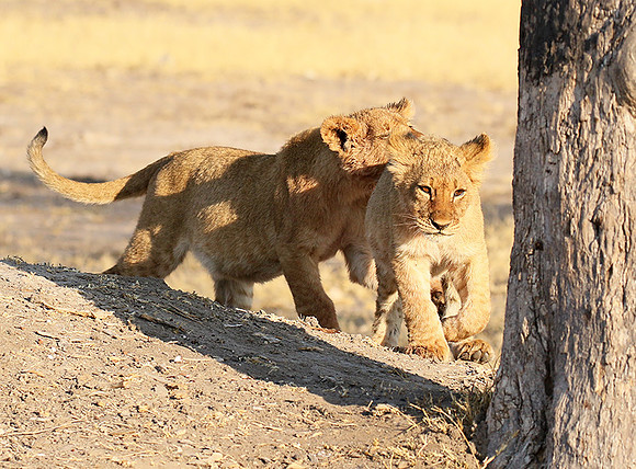 Hwange NP