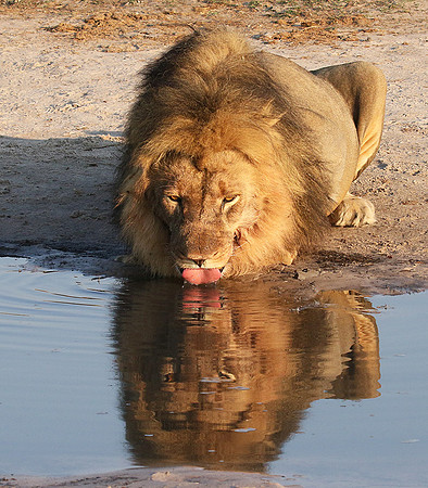 Hwange NP