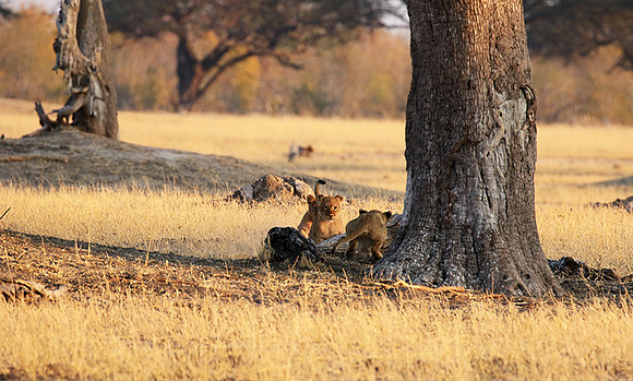 Hwange NP
