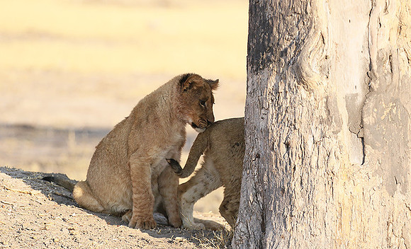 Hwange NP
