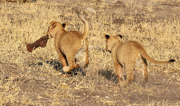 Hwange NP