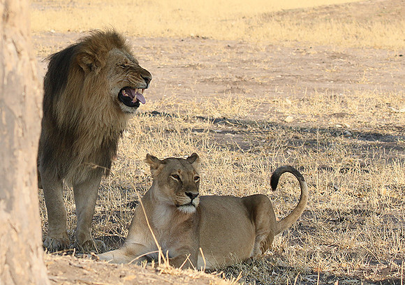 Hwange NP