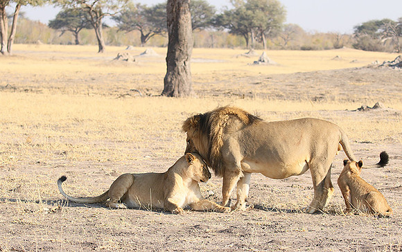 Hwange NP