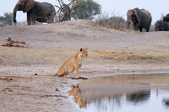 Hwange NP
