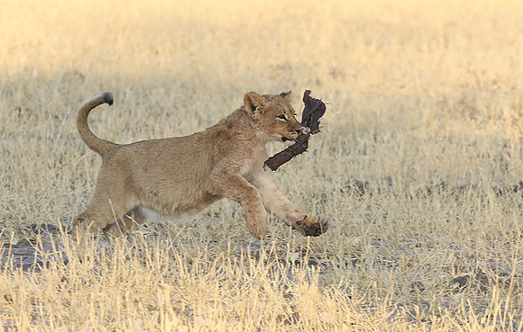 Hwange NP