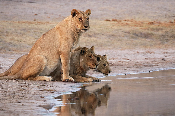 Hwange NP