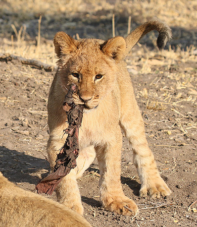 Hwange NP