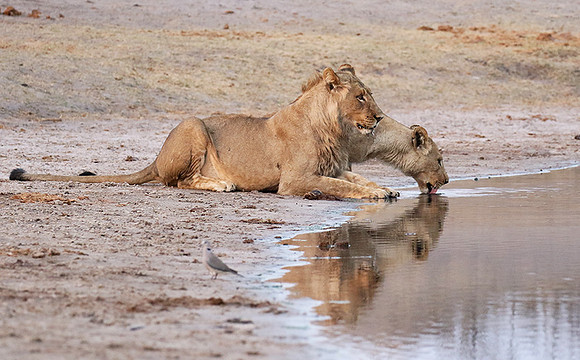 Hwange NP