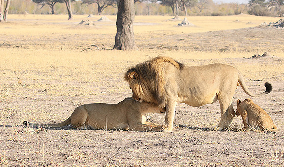 Hwange NP
