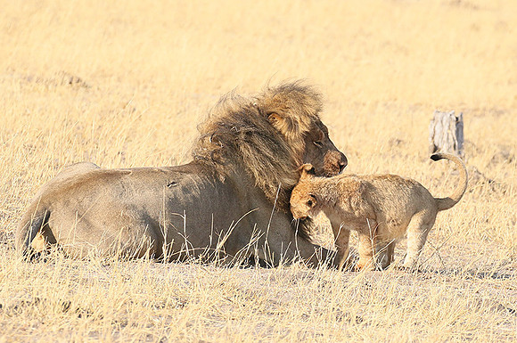 Hwange NP