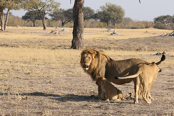 Hwange NP