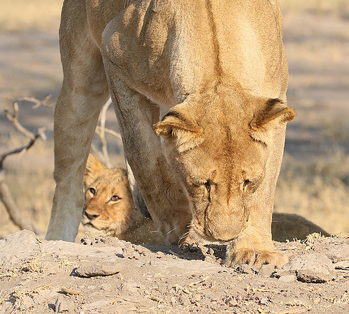 Hwange NP