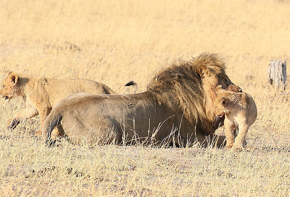 Hwange NP