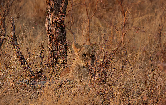 Matetsi private game reserve