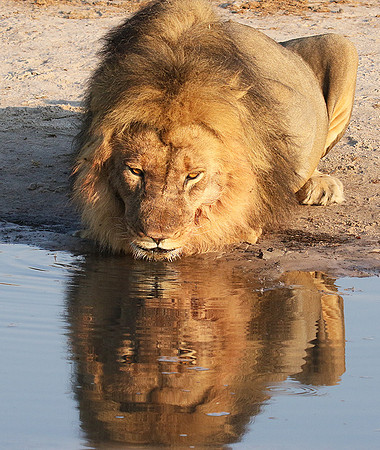 Hwange NP